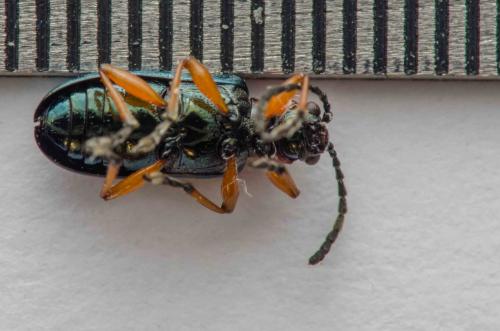 Oulema sp.